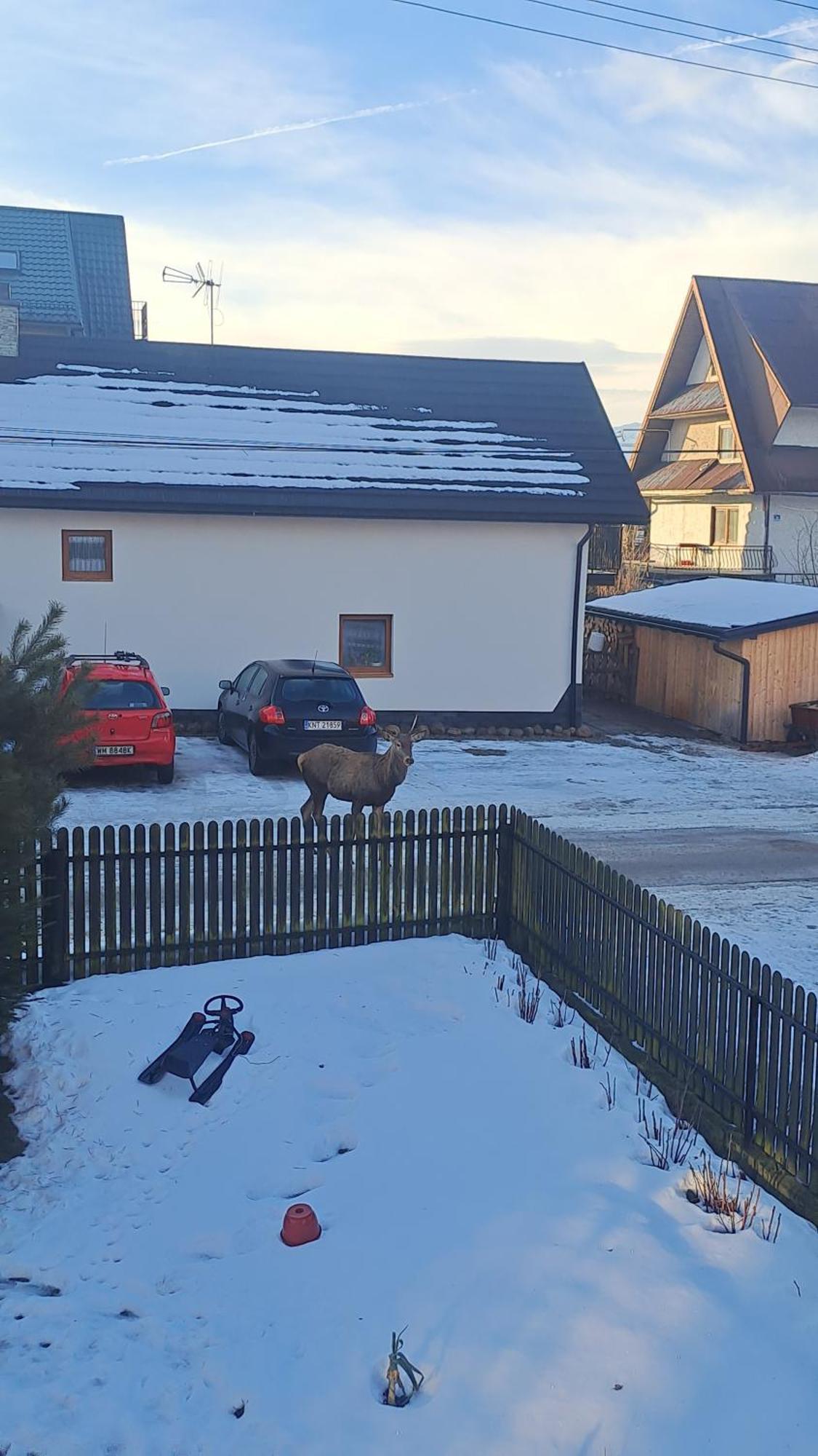 Majkowiczowka Villa Czorsztyn Dış mekan fotoğraf